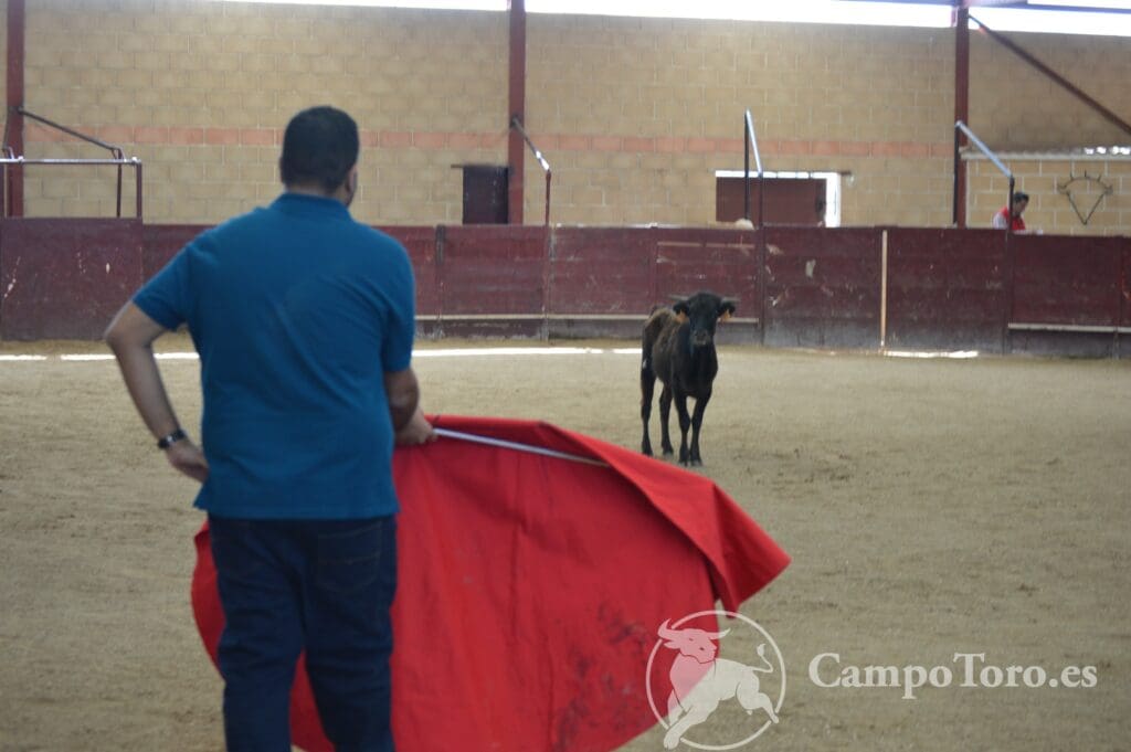 immersive bullfight experience