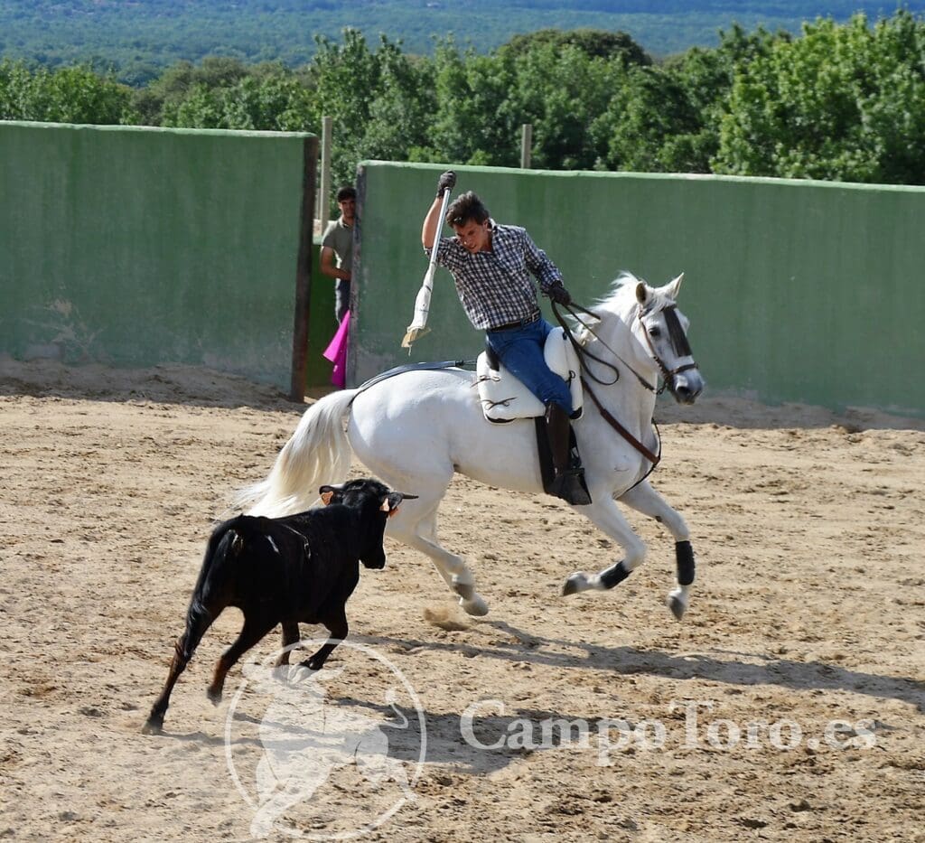 Bull and horse Madrid