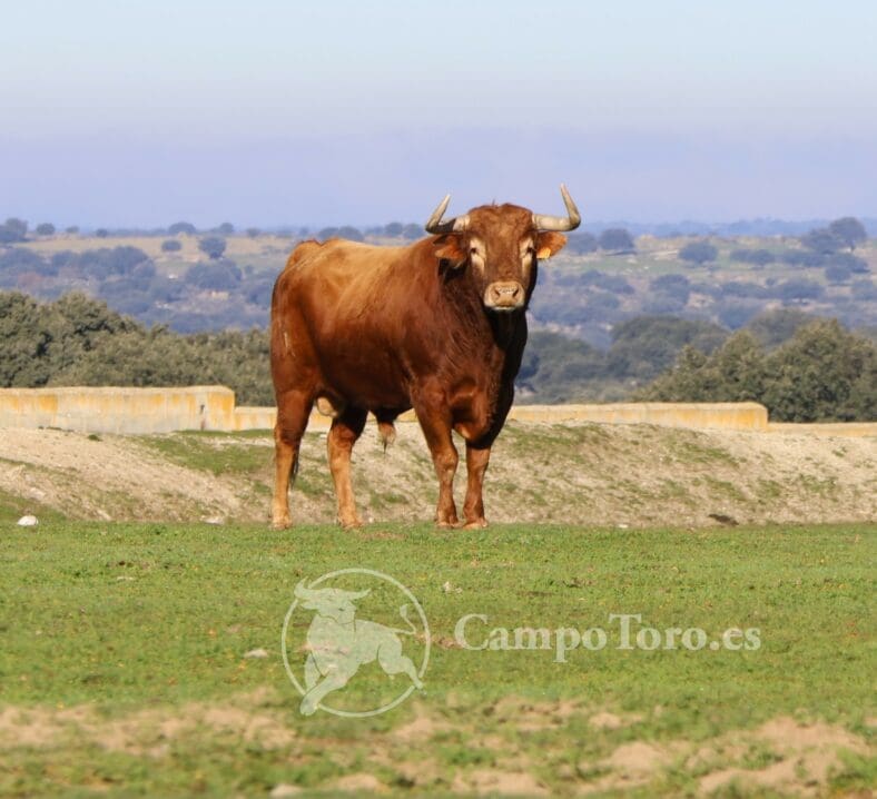 Bull Madrid
