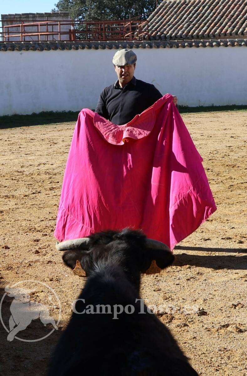 Tentadero aficionados