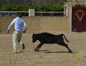 FAQ Baby bull running