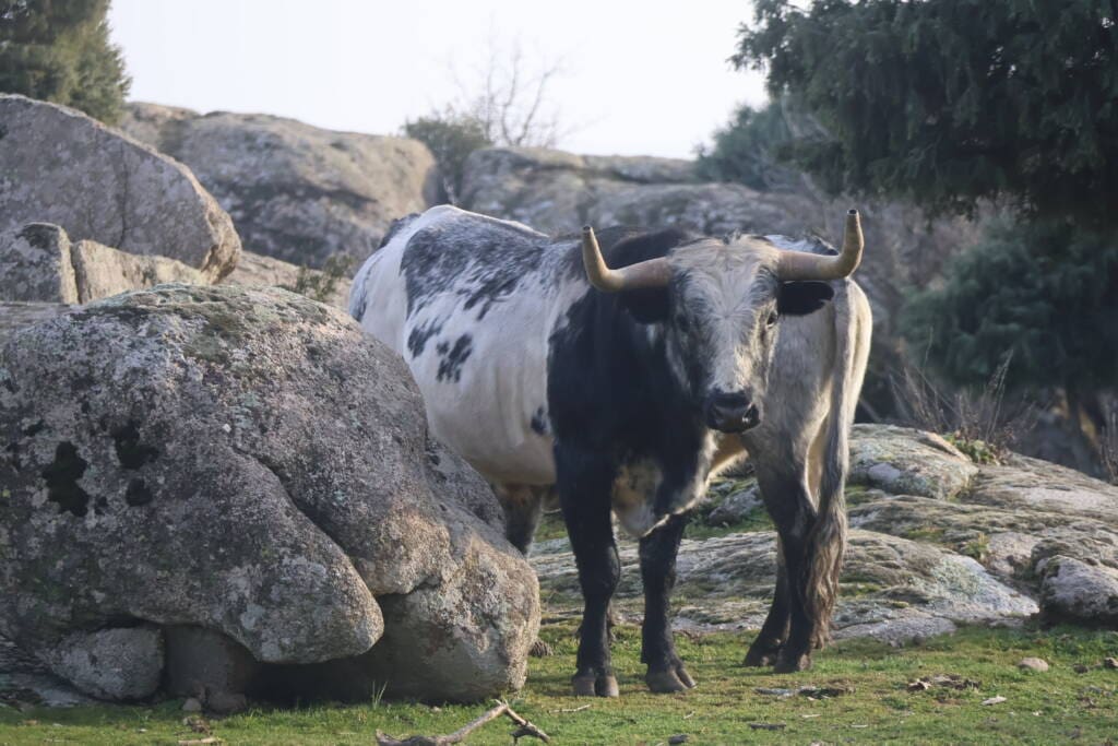 taureaux de combat