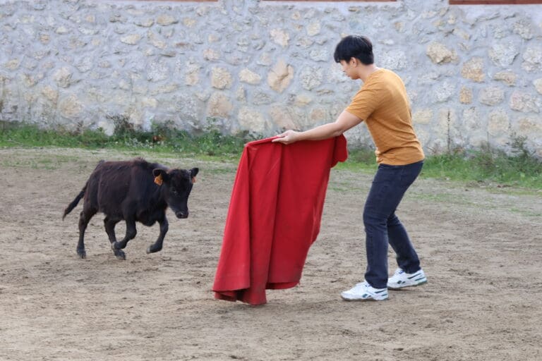Madrid bull experience