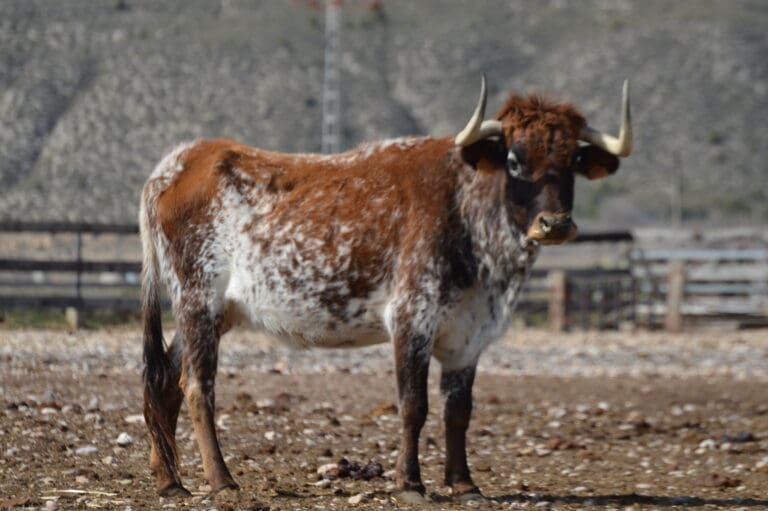 Visiting Brave Bull Ranch Madrid