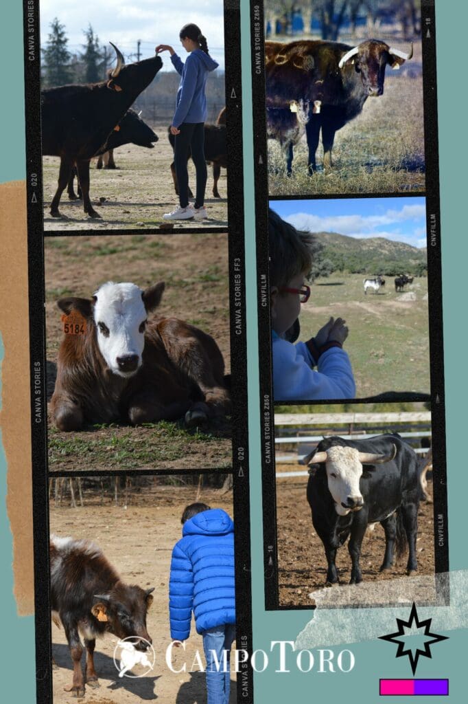 cara blancas toros