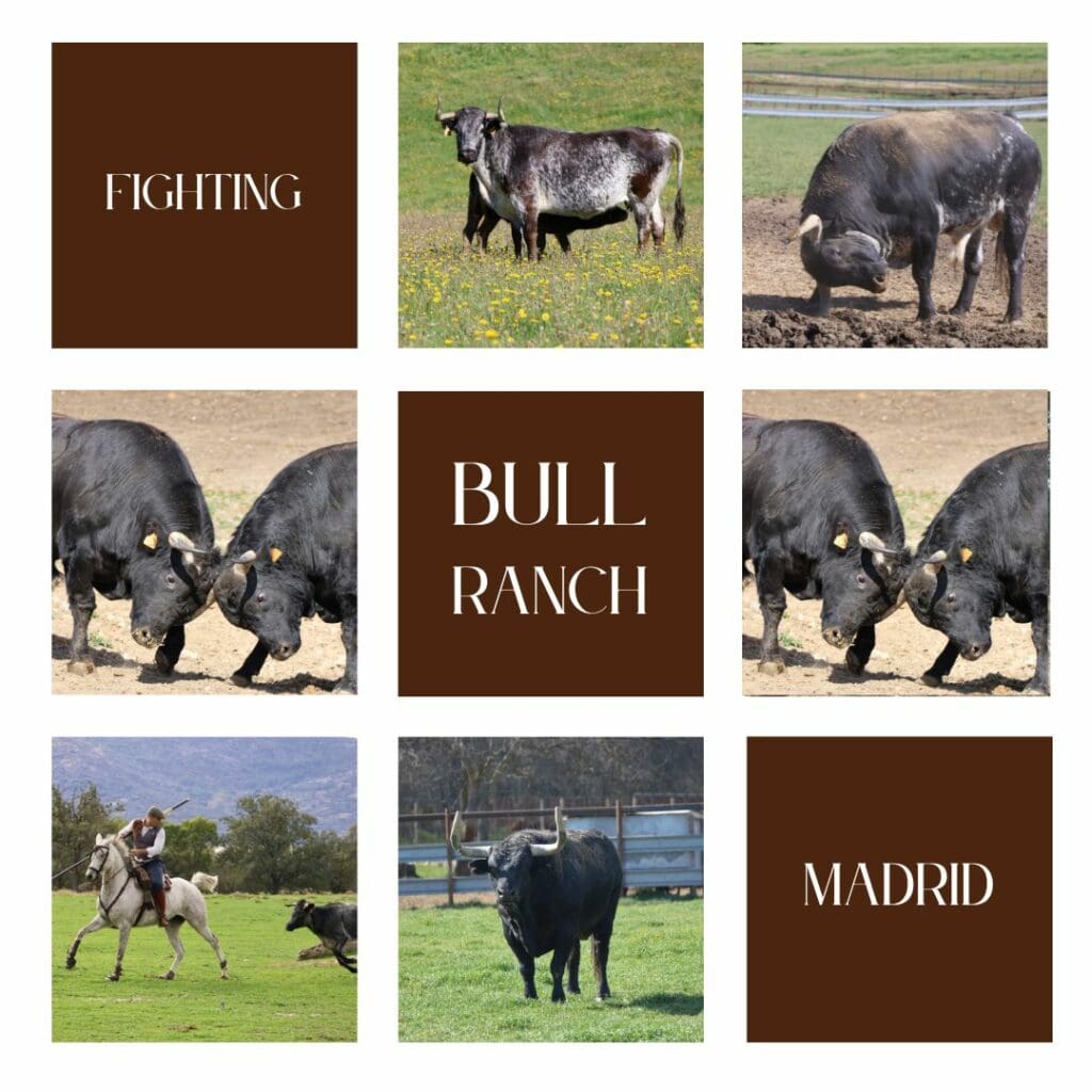 Madrid bull