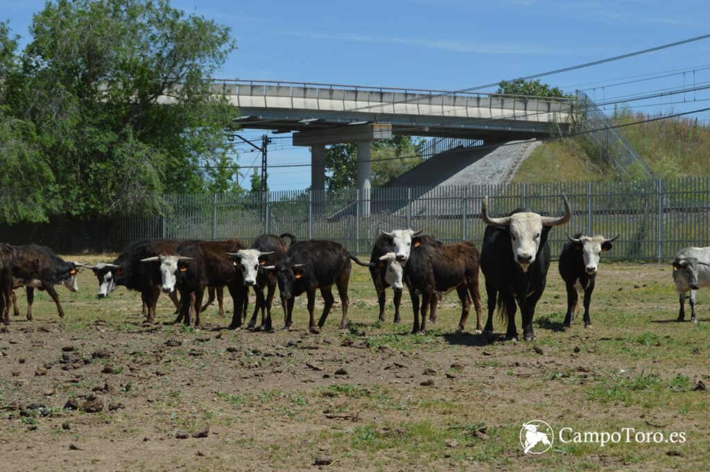 Toros Carasblancas pastando
