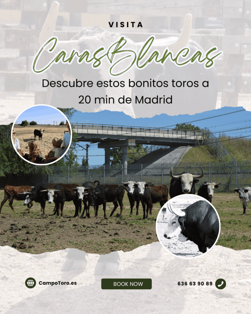 Visita toros carasblancas Madrid