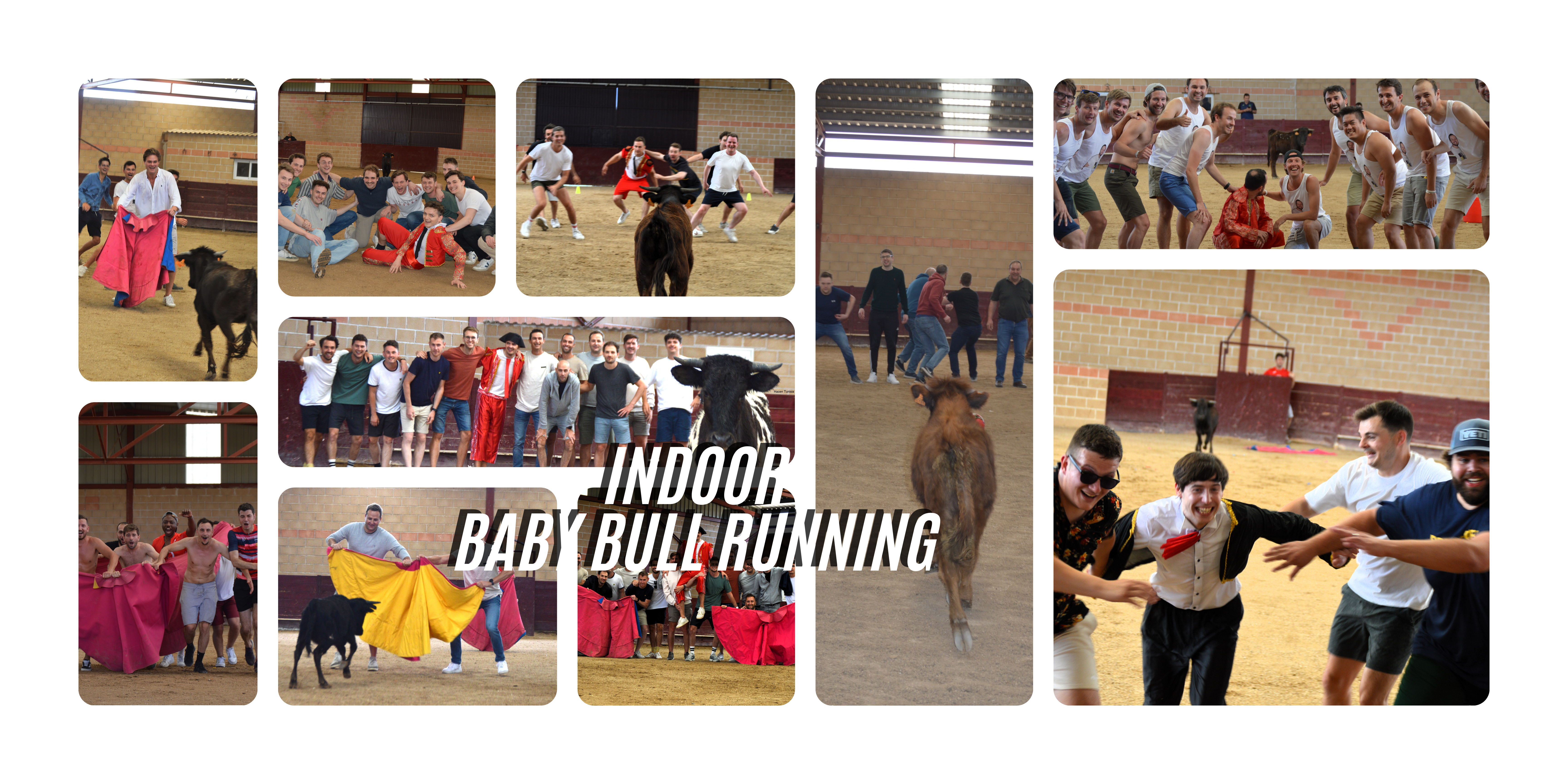 Indoor Baby bull running