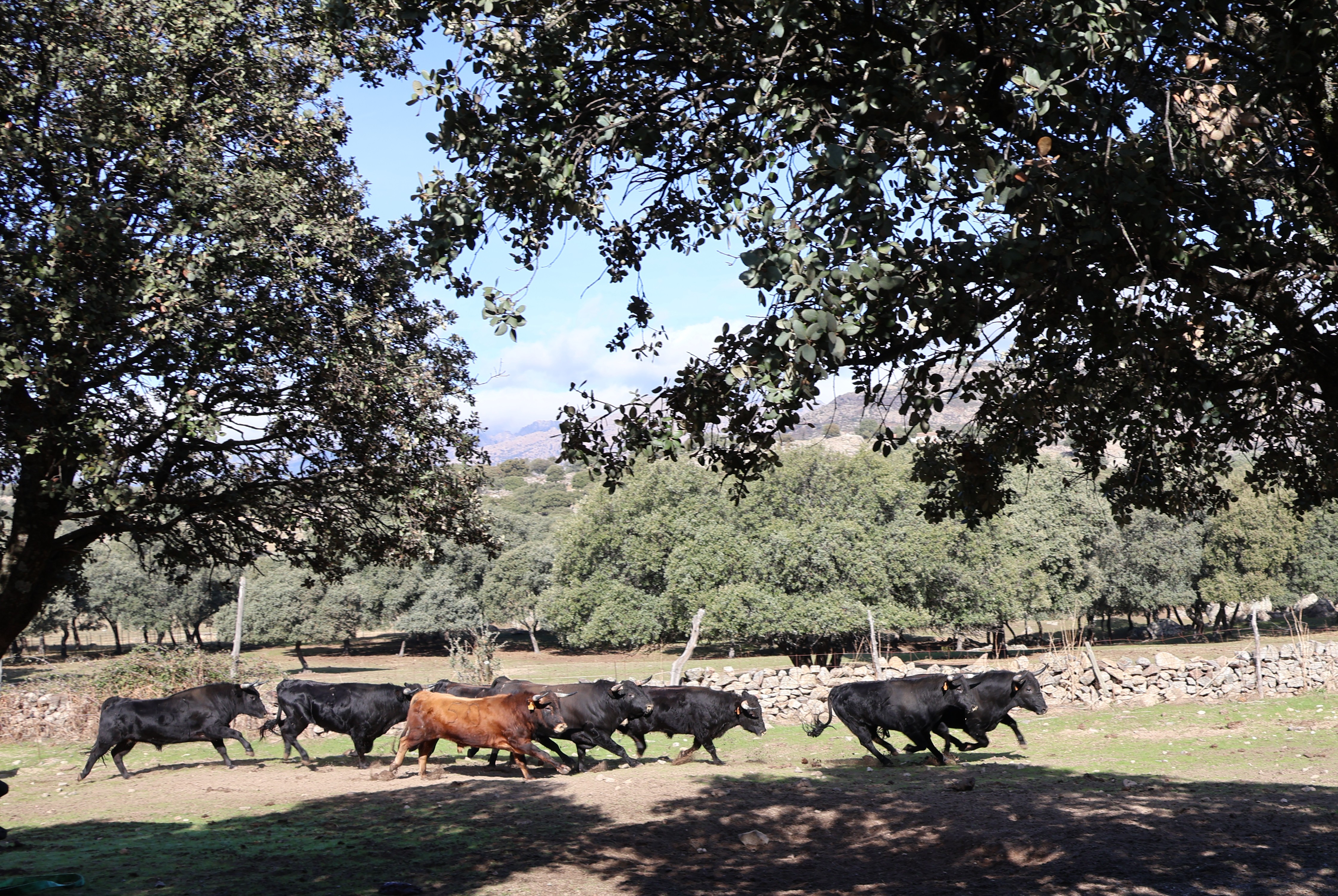 Bull ranch in Madrid amazing bulls