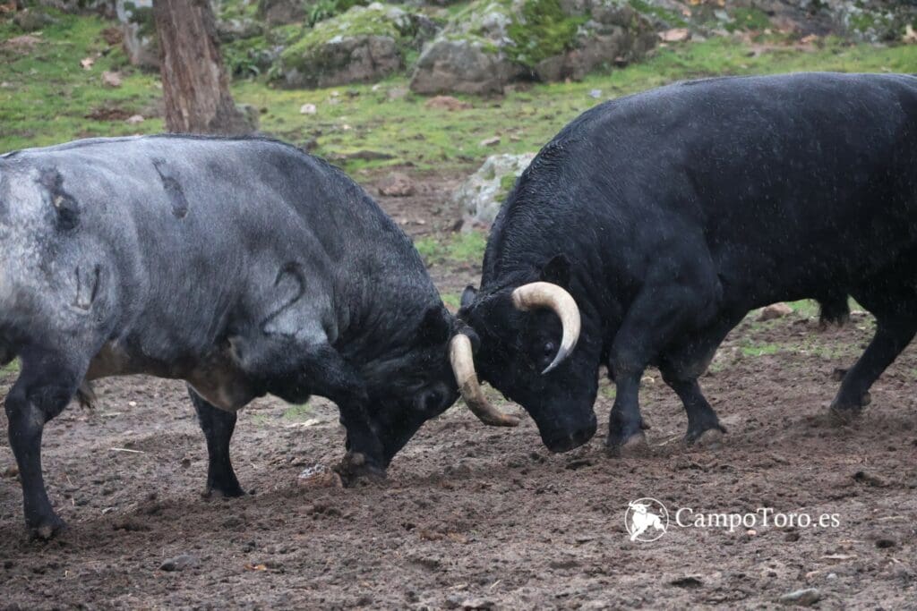 Pelea toros bravos