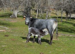 DSC_1135 Brave bull ranch Madrid