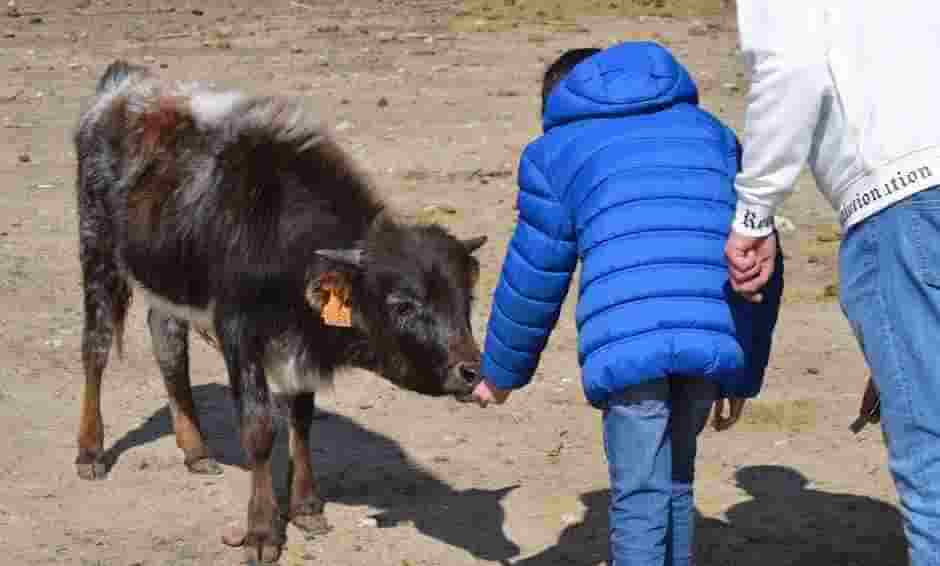 Family Tour Bull Madrid