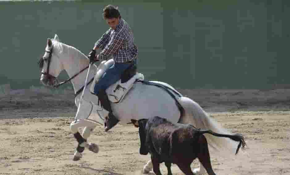 Caballos Toreros Madrid