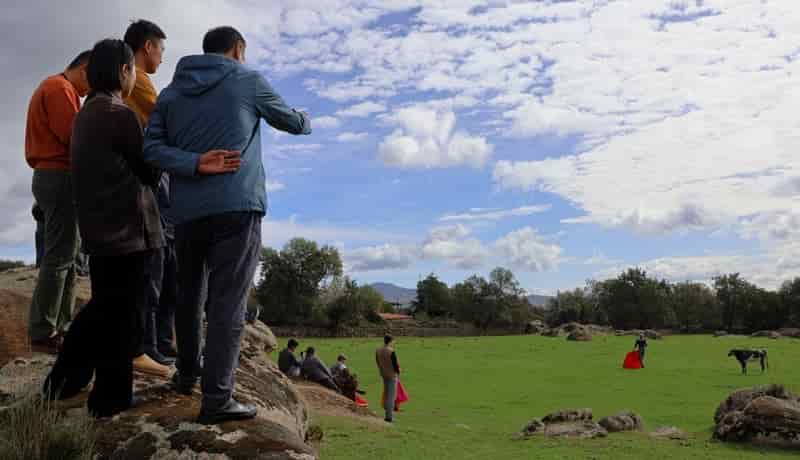 Bullfighting bull Madrid